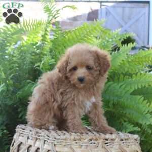 Bentley, Bich-Poo Puppy